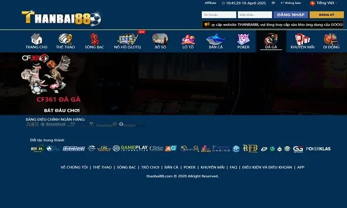 Đá gà chuyên nghiệp